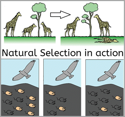 Natural Selection Giraffes 